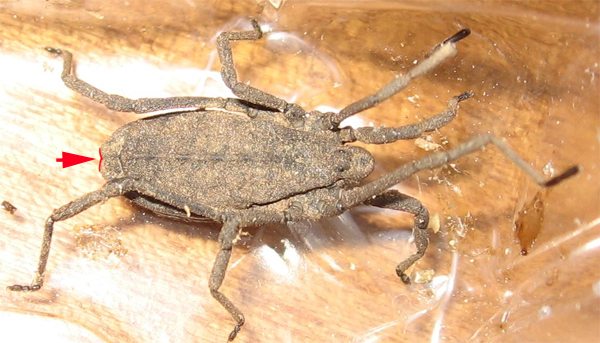 Trogulidae toscano: Trogulus coriziformis